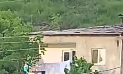Gümüşhane’de gündüz vakti şehrin merkezine inen ayı, paniğe yol açtı
