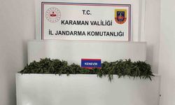 Karaman’da 698 adet kök kenevir ele geçirildi
