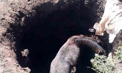 Kars’ta kuyuya düşen atı kendi imkanlarıyla kurtardılar