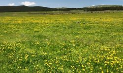 Kars’ta sarıçiçekler görenleri büyülüyor