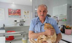 Kedisini veterinere yetiştirmeye çalışırken trafik cezası yedi, itiraz etti