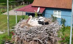 Kızılırmak Deltası’nda görsel şölen: Leylekler, mandalar, atlar, develer ve su papatyaları