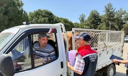 Koçarlı’da canlı hayvan nakil araçları denetlendi