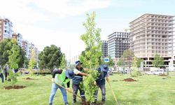 Mahabad Bulvarında peyzaj çalışmaları devam ediyor