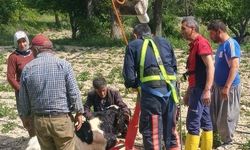 Mersin’de 10 metrelik su kuyusuna düşen danayı itfaiye kurtardı