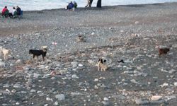 Sahile gidenler sokak köpeği tehdidi altında