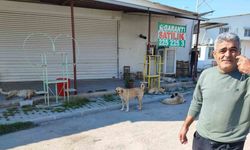 Sokak köpekleri tehlike saçıyor