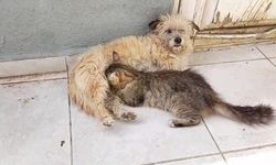 Tarçın adlı dişi köpek kedilere annelik yapıyor