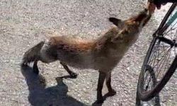 Tarihi yarımadanın maskotu olan tilki, sporcunun elinden beslendi