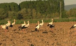 Tavşanlı’da ikinci kez leyleklerin göçü, ilçe sakinlerine sürpriz yaşattı