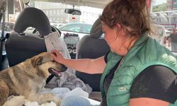 Tedavi için kliniğe getirdiği köpeği ölünce, yaralı sokak köpeğini gözyaşlarıyla sahiplendi