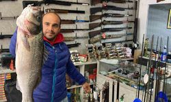 Türkeli’de 7,5 kiloluk dev levrek yakalandı