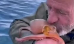 Yakaladığı ahtapotu öpüp sevdi, denize bıraktı