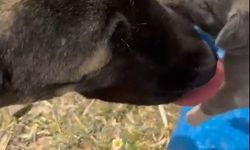 Yozgat’taki görüntü tepki çekmişti, asıl nedeni belli oldu