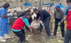 Yüksekova’da şap hastalığına karşı aşılama çalışması devam ediyor