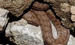 Yürüyüş yolundaki yılan esnafı korkuttu