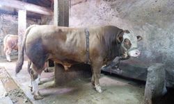 1 ton 200 kiloluk tosun 400 bin liraya satıldı