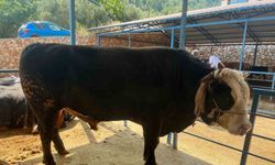1 ton 300 kiloluk tosun 430 Bin TL’ye satıldı
