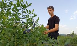 22 yaşında kendi bahçesini kurdu, şimdi 15 ton hasat bekliyor