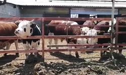 7 hisseli kurbandan umre  ziyareti çıktı çifte bayram yaşadı