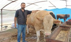 970 kiloluk Minik, pazarın ilgi odağı oldu