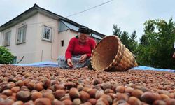 AB ülkelerine 12 bin 851 ton fındık gönderildi