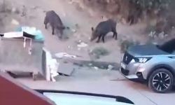 Aç kalan domuzlar çöpte yem aradı