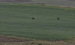 Aç kalan iki domuz Murat Kanyonu’nda görüntülendi