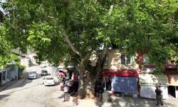 ‘Anıt ağaç’ olarak tescillenen 600 yıllık çınar Tut ilçesinin simgesi