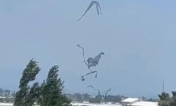 Antalya’da hortum seralara zarar verdi