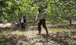 Antalya’da incir bahçelerinde yeni sezon hazırlıkları
