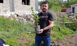 Ardahan’da bir ilk; Çay kökleri toprakla buluştu