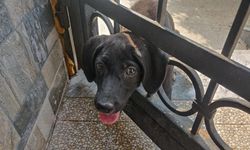 Arsuz’da kafasını korkuluğa sıkıştıran köpeği itfaiye kurtardı
