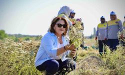 Başkan Gençay, kekik hasadına katıldı
