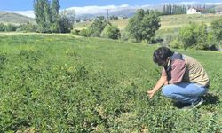 Bayburt’ta 4 köyde yem bitkisi tarla kontrolleri tamamlandı