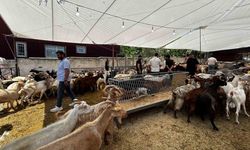 Bayrama sayılı günler kala, kurban satış yerlerinde pazarlıklar devam ediyor