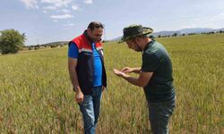 Beyşehir’de hububat ekili alanlara yakın takip