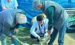 Bilecik’te kurban satış pazarında hayvanlara gebelik testi yapılıyor