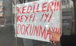 Boş dükkanda bulunan kediler ilginç bir tartışmaya yol açtı