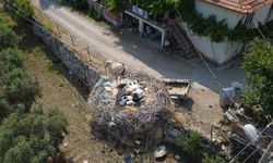 Çeyrek asırlık leylek yuvası mahallenin simgesi oldu