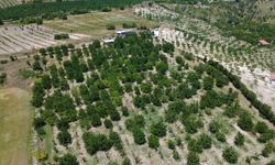 Coğrafi işaretli Demirci kirazında hasat başladı