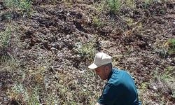 Elazığ’da ada çayı izleme çalışması yapıldı