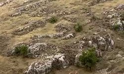 Elazığ’da dağ keçileri sürü halinde görüntülendi