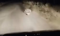 Elazığ’da nesli tükenme tehlikesi altında olan oklu kirpi görüntülendi