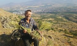 Erciyes’ten gelen şifa kaynağı: Karakovan Balı