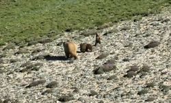 Erzincan’da anne ayı ve 3 yavrusu görüntülendi