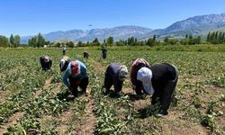 Erzincan’da kadın tarım işçileri güneşin altında alın teriyle pancar üretiyor