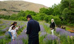Erzincan’ın Çağlayan beldesi lavanta tarlalarıyla büyülüyor