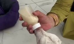 Evcil hayvan otelinin sıra dışı misafiri: Biberonla beslenip kucakta uyudu