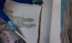 Evinde yakaladığı 2 metrelik yılanı zarar vermeden alıp doğaya bıraktı